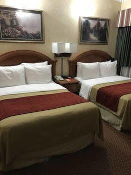 Comfort Chelsea