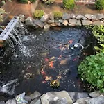 Beautiful Brooklyn Koi-Fish Pond-Garden Residence