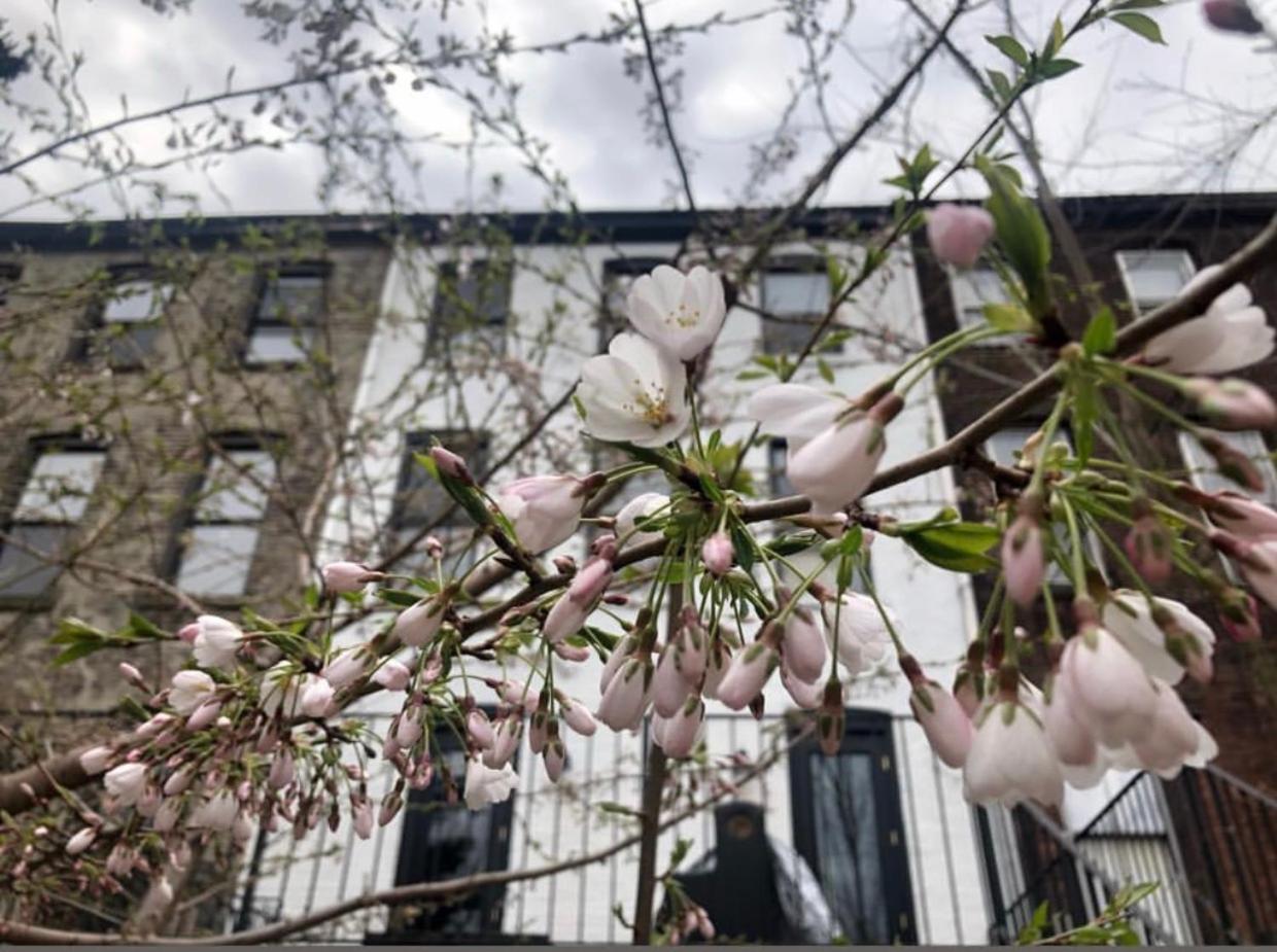 Art Filled Brooklyn Brownstone - 3 Bedroom 2.5 Bath, Deck, Tv Room, Library Apartment *
